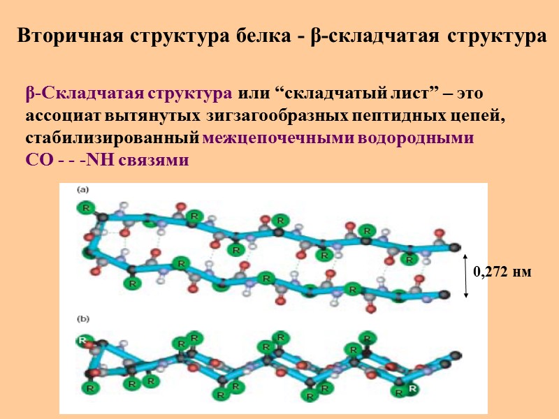 Вторичная структура белка - β-складчатая структура β-Складчатая структура или “складчатый лист” – это ассоциат